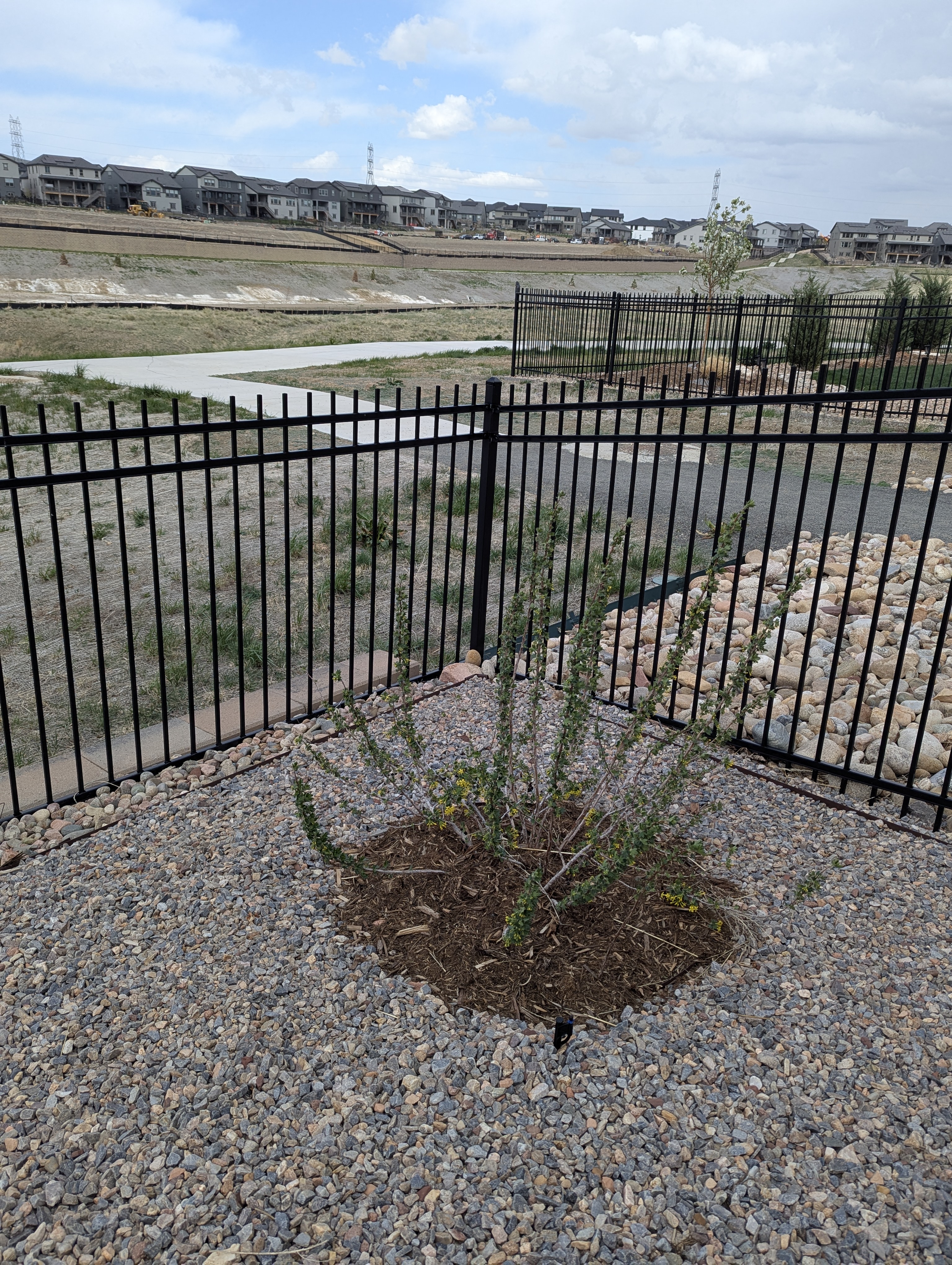 Garden, Flowers, Morrison, Colorado